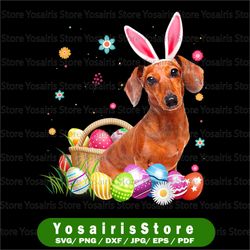 Happy Easter Cute Bunny Dachshund Wearing Bunny Ears Png, Easter Sublimation Design Download, Dachshund png Dog