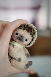 Little cute teddy hedgehog interior toy