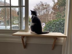 Cat Window Perch | Cat Shelf | Window Sill | No Tools Installation | No Nails Needed | Installed and Removed in 1 Minute