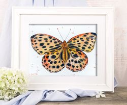 Leopard butterfly watercolor painting original art watercolor insects by Anne Gorywine
