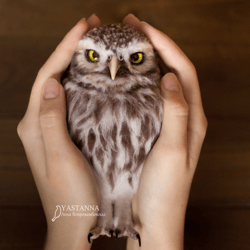 Owl, Felted realistic bird, handmade art toy needle felted animal