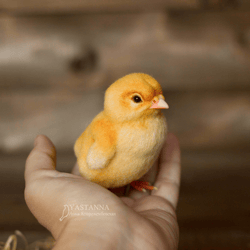 Chicken, realistic felted bird, handmade toy