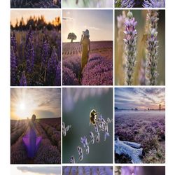 12 x Fields of Lavender  Mobile & Desktop Presets