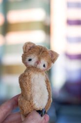 Miniature teddy kitten cute ginger