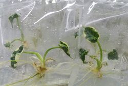 |10 Plants|MickeyMouseplant(AlocasiasiaXanthosomaVariegated(Random)|1 plants per bag|