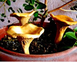 Ceramic big golden chanterelle. Mushroom Garden Decoration