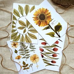 Set of 4 botanical postcards TRANSPARENT PLANTS