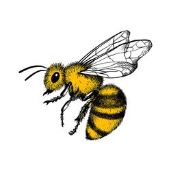 Vector Engraving Illustration of Honey Bee on White Background Svg, Trending Svg, Animal Svg, Bee Svg, Bee Honey Svg, Be