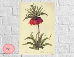 Cross Stitch Pattern,Fritillaria Imperialis, Pierre Joseph Redoute , Pdf Instant Download , Kaiser Crown, Full Coverage