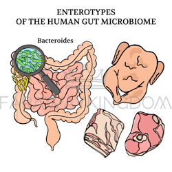 MICROBIOME ENTEROTYPES BACTEROIDES Medicine Vector Illustration