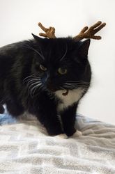 Crochet cat costume - Christmas deer antlers hat - Pet clothing