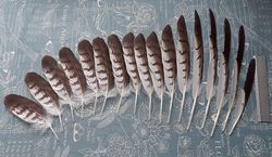 Natural bird feathers \ whole set \ Buzzard