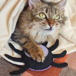 Catnip cat toy spider