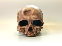 Homo Sapiens Cro-Magnon without jaw skull replica, Full-size reconstruction replica, Hominid,  cranium