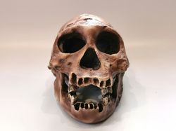 Homo Erectus Georgicus Skull Replica, Full-size 3d printed Hominid Skull of Dmanisi Man, Museum Quality Anthropology