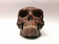 Homo erectus pekinensis skull replica Peking Man, Full-size reconstruction, Hominid,  cranium with jaw