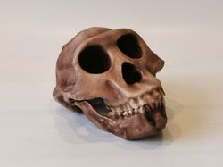 Australopithecus afarensis Lucy skull replica, Full-size reconstruction, Hominid,  cranium with jaw