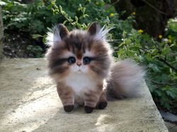 Little kitten