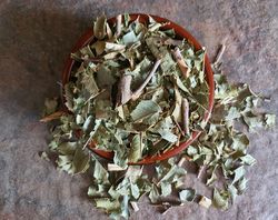 ESPINHEIRA SANTA dried plant, CONGOROSA, Maytenus ilicifolia, Monteverdia ilicifolia, Cancrosa, Chuchuwasi, Maiteno
