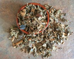 CANELA DO VELHO dried plant, Miconia albicans, Old Cinnamon, Olds Cinnamon