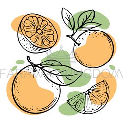ORANGE Delicious Citrus Fruit Sketch Vector Illustration Set