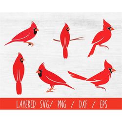 Cardinal Bird svg Bundle, Red Cardinal bird svg, Memorial svg, Christmas clipart, Christmas bird svg