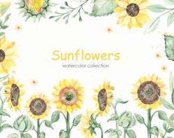 Sunflowers. Watercolor clipart. Flowers, leaves, stems, buds, sunflower seeds, foliage, branches, plant. Digital PNG
