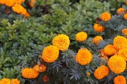 African Marigold Flower Seeds Pack of 40 Seeds For Gardening And Planting