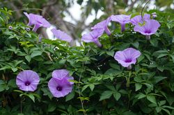 Morning Glory Flower Seeds Pack of 40 Seeds For Plantation And Gardening