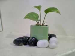 Add a Touch of Natural Beauty to Your Space with our Epipremnum aureum (Money Plant) and Decorative Pebbles Combo