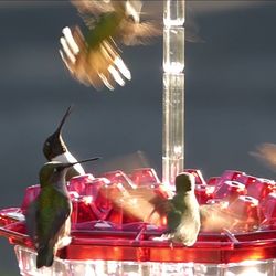 mary's hummingbird feeder: attractive, easy-to-clean, and decorative garden accessory with large capacity
