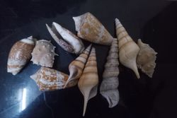 Decorate Your Home or Office with Our Unique Conch Shell Mix Pack of 10 Pieces