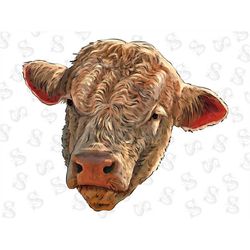Galloway Cow PNG,Files for Sublimation,Galloway Cow ,Galloway Cow Tongue Out ,Animals, CowPng,Farm Cow png,Galloway Cow