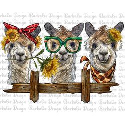 3 Alpacas With Wooden Bench Png Sublimation Design, Alpacas Png, Animal Design Png, Farm Animals Png, Alpacas Clipart, D
