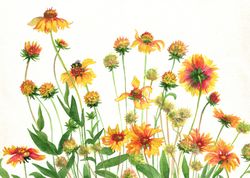 ORIGINAL WATERCOLOR PAINTING Garden flowers Rudbeckia Artwork gift hand painting 11x16 Inch