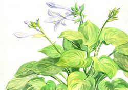 ORIGINAL WATERCOLOR PAINTING Garden flowering plant Hosta flowers Artwork hand painting 11x16 Inch