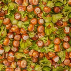 Hazelnuts with Shells Seamless Tileable Repeating Pattern