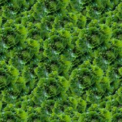 Kale 22 Seamless Tileable Repeating Pattern