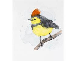 Collared redstart warbler original watercolor painting costa rica whitestart tropical small bird exotic nursery wall art