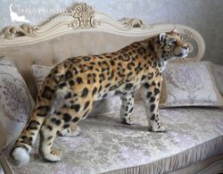 Amur leopard plush animals. Ooak toy. Realistic Leopard stuffed toy