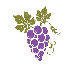 Grapes SVG, PNG, PDF, Purple svg, Fruit svg, Bunch Vine Grapes