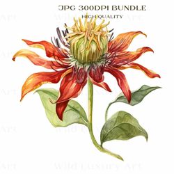 Flame Lily Botanical Flower, Floral art, Nature-inspired Home Decor, Elegant Artistic Prints, Printable Nature Wall Art