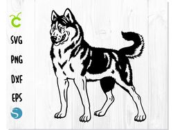 Dog West Siberian Laika SVG | Dog svg, Laika svg, Siberian Laika vector, Siberian Laika dxf, Dog Laika cut file Cricut