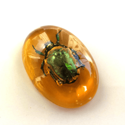 Real Scarab Beetle in Resin Cabochon Green bug insect Wall Home Decor Fridge Magnet Small gift Child Garden Decoration