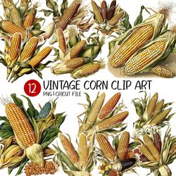 Watercolor Vintage Corn PNG | Clip art, Art, Vegetable, Fall, Food, Crop, Decor, Cricut File, Design, Sublimation, Craft