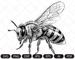 Bee,honey bee ,honey bee png jpg clip art Silhouette Cutting Machine cut file