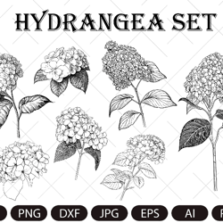 Hydrangea SVG, Hydrangea PNG , Vintage Botanical Line Art, Clip Art, sublimation, Logo Design, Engraving