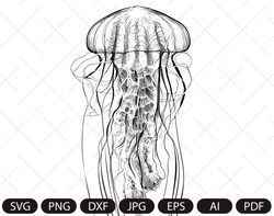 Jellyfish svg file, Ocean, Sea animals, Beach, Summer, Beach, Svg files for Cricut and Silhouette, Paper cut template