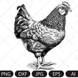 Farm Hen SVG. Hen vector. Bird chicken, farm animal vintage sketch drawing clipart. Digital illustration
