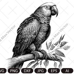 Parrot Svg, Exotic bird svg, Macaw svg, Silhouette dxf, bird Clipart, Parrot face svg, vector bird , Parrot head svg, di